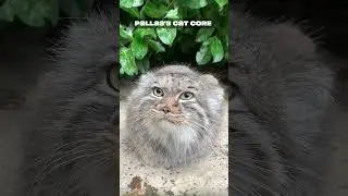 Pallas's Cat Core #animalshorts #animals #cat