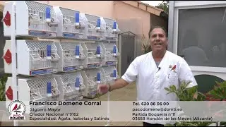 Enseñamos los Canarios de Concurso