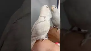 Talking to His Reflection?! 🦜🦜 #funny #pets #parrots #cute #birds #parrots