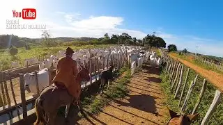 VAQUEIROS NORDESTINOS NA LIDA - JUNTANDO O GADO