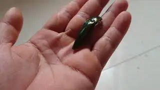 Elateridae, Click beetle ❤️ I Believe Many Of You Will Have Never Seen It