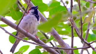 House Sparrow | Call