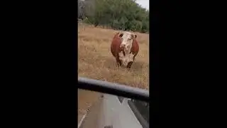 Animal Life on the LBJ Ranch