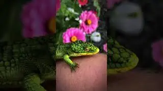 One of the Most beautiful lizard species in the world &ldquo;Abronia Graminea&rdquo; #reptiles   #lizard