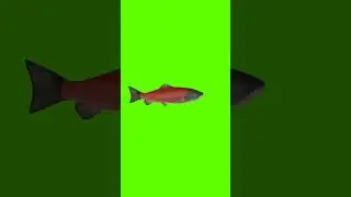 3D Fish RUN Swim Green Screen #shorts#animals  #greenscreen#cartoon  #animation #background#short