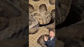 Гадюка Рассела &mdash; УЖАСАЮЩАЯ
