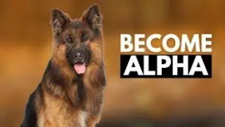 How Your German Shepherd Tests Your Leadership