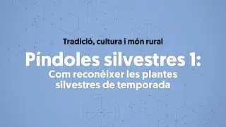 Píndoles silvestres 1: Com reconèixer les plantes silvestres de temporada