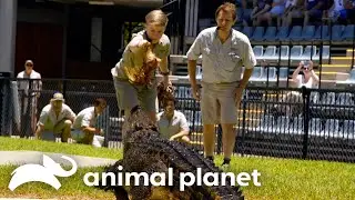 Robert Irwin Tangos With Crocodiles! | Crikey! It's the Irwins | Animal Planet