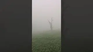 Dizzy #nature #foggy #viral #shorts #theragibshow #rrk