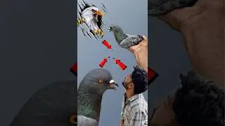 falcon attack pigeon 😱 | #falcon #pigeon #kabootar #kabootarbazi #shortsfeed #shorts