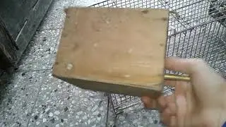 Como sacar cria de jilguero argentino.