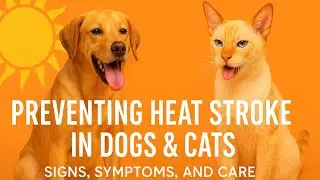 Preventing Heat Stroke in Dogs and Cats | Signs, Symptoms, and Care