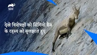 Solving the Mystery of Cingino Dam | सिंगिनो डैम का रहस्य को सुलझाते हुए देखें | Animal Planet India