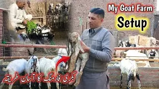 Goat farming setup | How to start goat farming business in Pakistan 