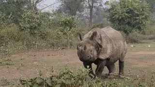 MISERABLE RHINO AT CHITWAN NATIONAL PARK
