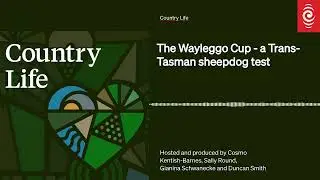 The Wayleggo Cup - a Trans-Tasman sheepdog test | Country Life