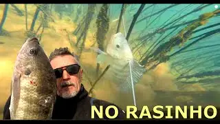 PESCA SUB - NO RASINHO | FAMA SUB | #pescasub #rioparan&aacute; #fishing .