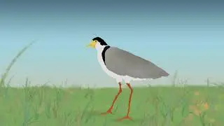 The Plover