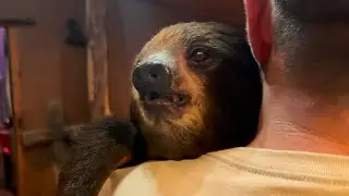SLOTH EDUCATION WITH KRISTIN NAVARRO‼️