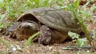 Snapping Turtle Birth 2015