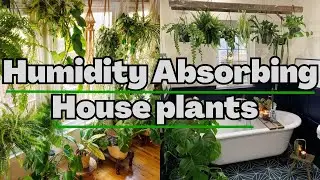 Humidity Absorbing plants that can cool your house in summer | Indoor plants that provide fresh air