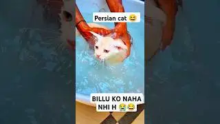 BILLU KO NAHANA NHI H 😂😆 | #shorts #cat