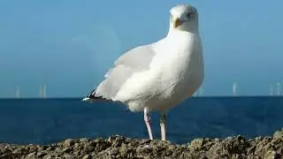 Gull Bits