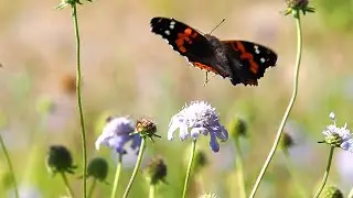 高原の秋の日～ﾏﾂﾑｼｿｳと蝶たち～2025‐10～♪