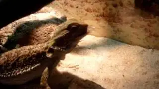 agama vousat&aacute; a saranče