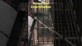 How Quick? Pest Control Wasps Nest Extermination #wasps #waspnestremoval #scotland