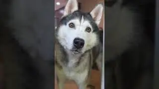 #стетхем #собака #хаски #цитатыосмысле #цитатыпрожизнь #husky #huskylife #usa #siberianhusky #memes