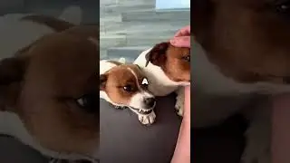Cutest Menace Alive? Meet My Jack Russell &mdash; Small Dog, Big Chaos!#dog #dogs #funny #funnyvideo