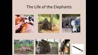Toomai of Elephants Introduction