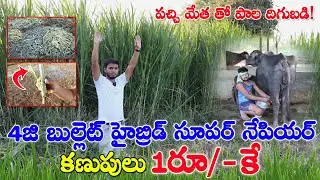 Super Napier Grass |4G Bullet Grass Farming | ఎక్కువ దిగుబడినిచ్చే నేపియర్ గడ్డి |1/- కే కణుపులు