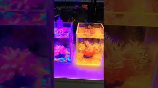 aquarium fish colorful #aquarium #fish