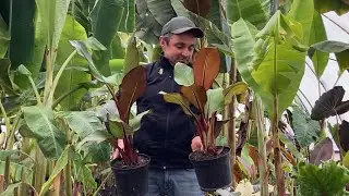 Ensete ventricosum maurelli , sprzedam za 70zł , wysyłka gratis .