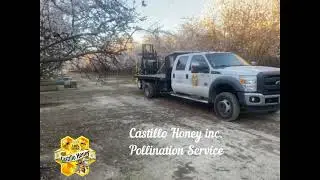 Castillo Honey Pollination Service