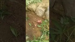 sweet patato #own farms #naturesurprises-e5f