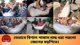 জেলের বড়শিতে ২৩ কেজির বিশাল পাঙ্গাস। Big Fish In A Big Pot | Divya Tv  |