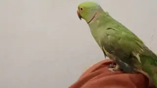king |magical|ringnecks|parrot |amazing|parrot|magical parrot king ||parrot| talking |sweet |parrot