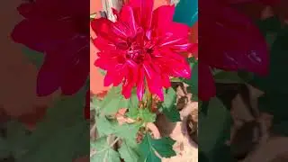 #garden #flower #nature #farming #environment 💐🌳