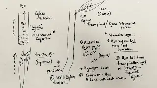 A Level Biology - Transpiration stream in Xylem