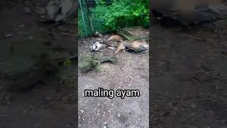 Musang Mencuri Ayam #shorts