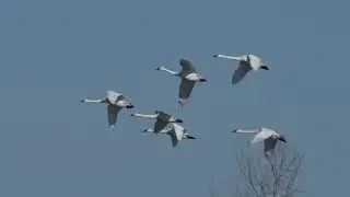 North American Tundra and Trumpeter Swans fly up, around and land again on a northern USA lake