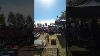 Pig races camp oven festival 2016 @ThisisusTravels