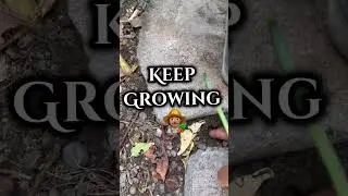 Growing Green Onions In Crack #garden #growing #greenonions #california  #losangeles