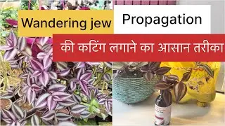 Day-2/28 How to propagate wandering jew inn water and soil/ wandering jew कि cutting कैसे लगाए