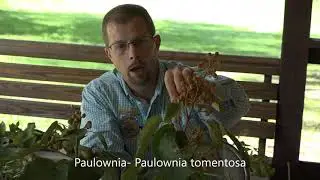 Tree ID #9- Invasives, Sumac, and Sassafras