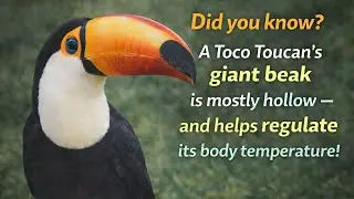 Mind-Blowing Facts About the Toco Toucan Bird You Didn’t Know